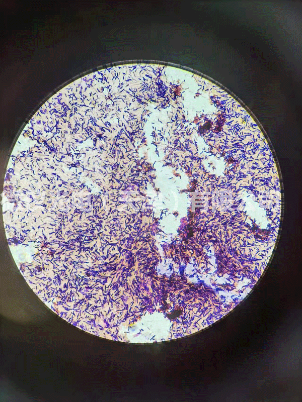 用微仪光电显微镜进行芽孢及革兰氏染色杆菌的观察